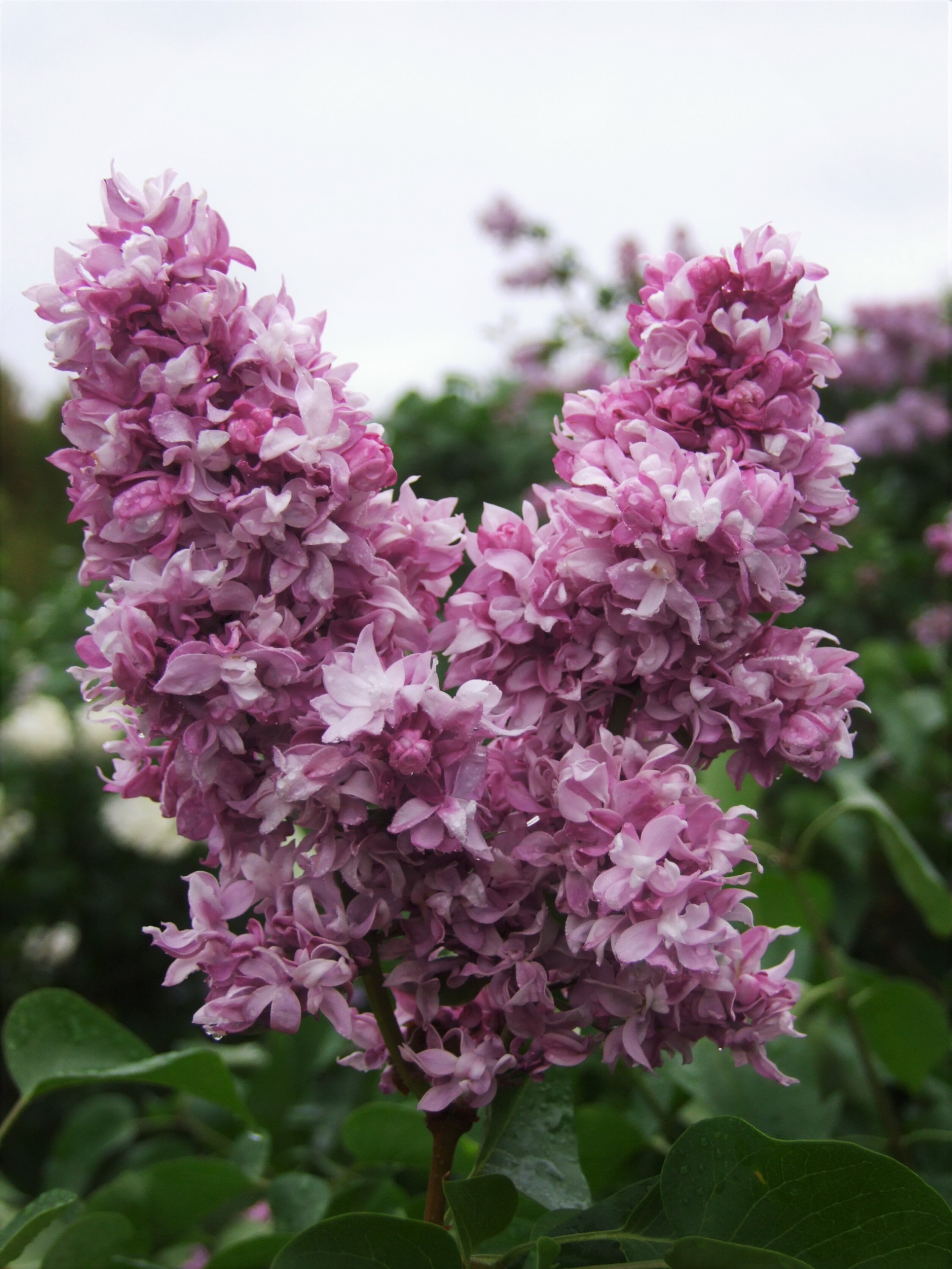 Сирень обыкновенная Розовый Мрамор